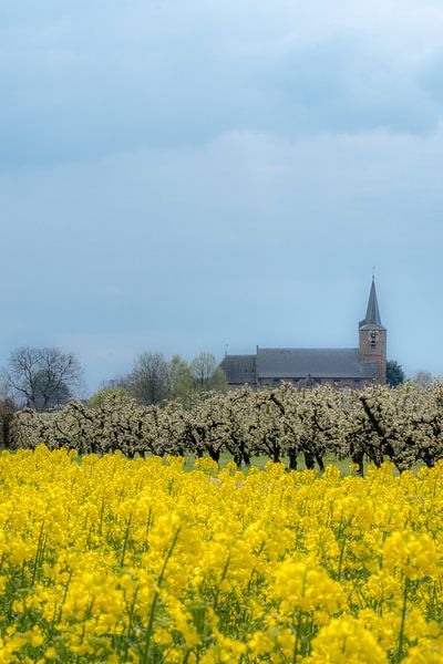 Koolzaadveld met kerk par Moetwil en van Dijk - Fotografie