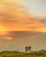 Konik Pferd in den Dünen