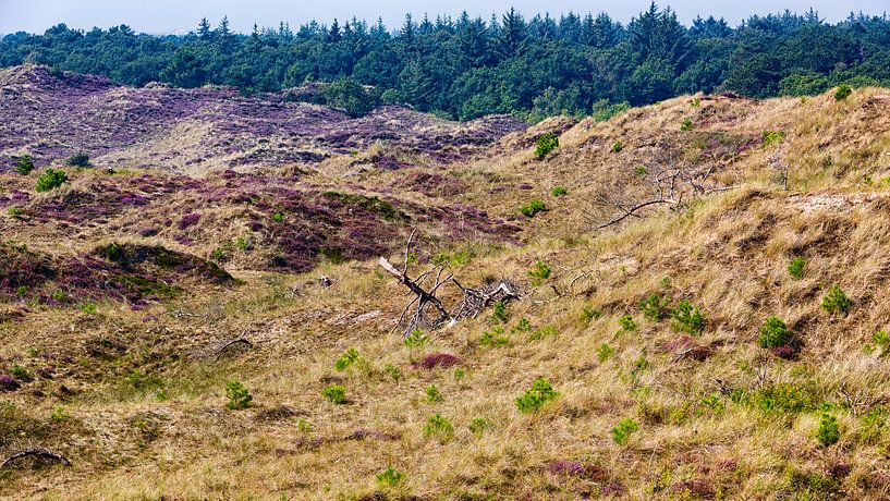 Duin, helm en heide par Roel Ovinge