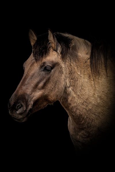 Horses: portrait of a konik horse with a black background by By Marjolein Design