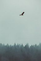 Bird of prey in the fog