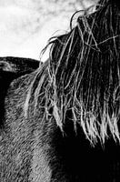 analogue photo of a young horse's mane