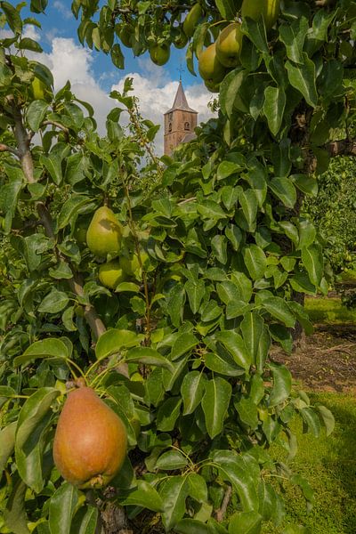 L'église Saint-Jean-Baptiste Echteld entre les arbres fruitiers par Moetwil en van Dijk - Fotografie