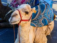 Moroccan camel