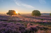 Flowering heather during sunrise