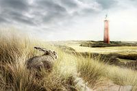 Er was eens een haas...