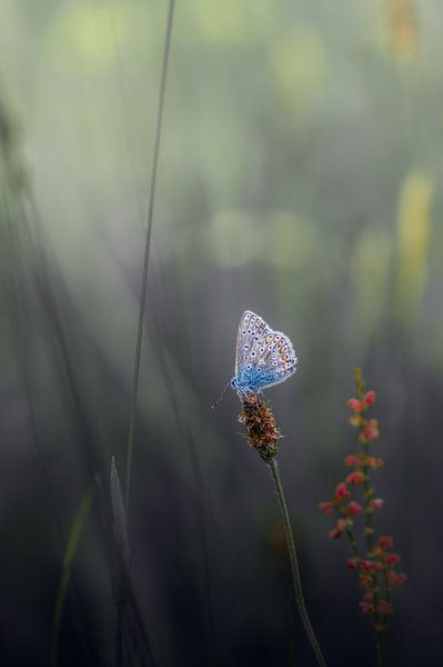 Prêt à prendre le relais par Klaas Fidom