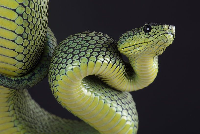 Nitsche&#039;s Baumotter (Atheris nitschei) von Ronald Pol