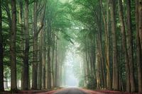 Greenery road