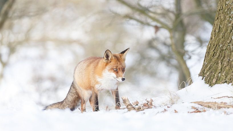Renard roux dans la neige par Menno Schaefer