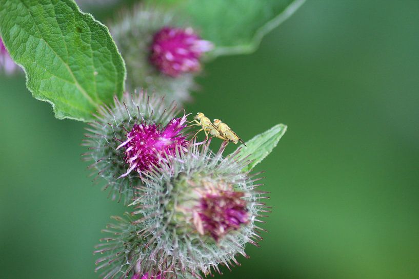 Love life by Shirley Douwstra