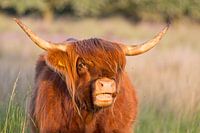 Scottish highlander mooing