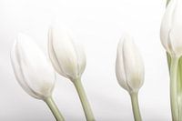 White tulips together