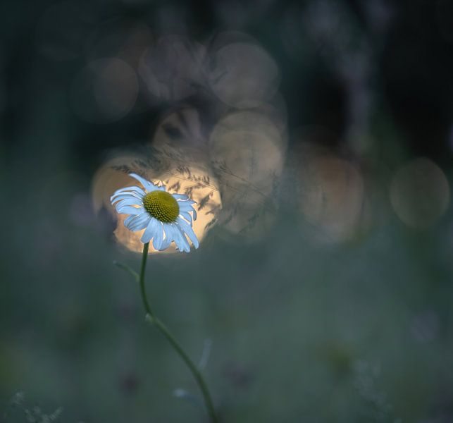 flowers part 322 by Tania Perneel