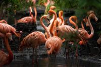 flamingos