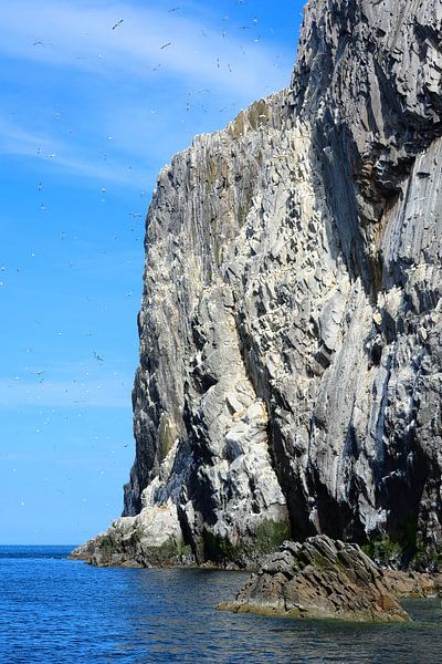 Vogelfelsen Bass Rock von Gisela Scheffbuch
