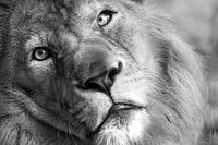 "Dans les poupées de mes yeux