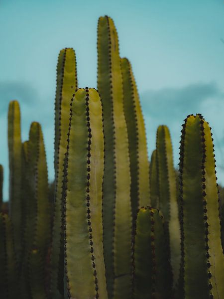 Kakteen im Abendlicht von NZME Photography