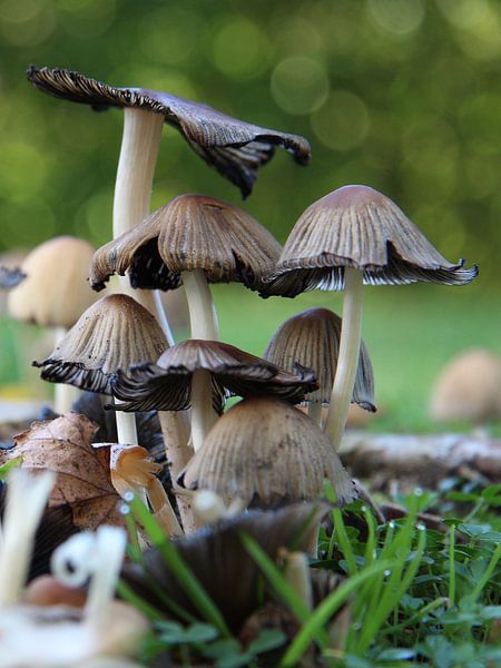 Inktzwammen von Harro Jansz