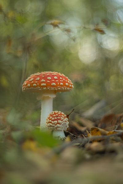 Champignon, amanite tue-mouches (Amanita muscaria) par Moetwil en van Dijk - Fotografie