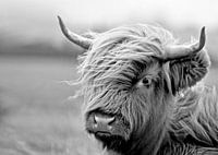 Scottish Highlander Kalb In Schwarz und Weiß