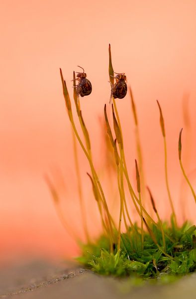 Springstaartjes op mos in achtertuin van Thijs van den Burg