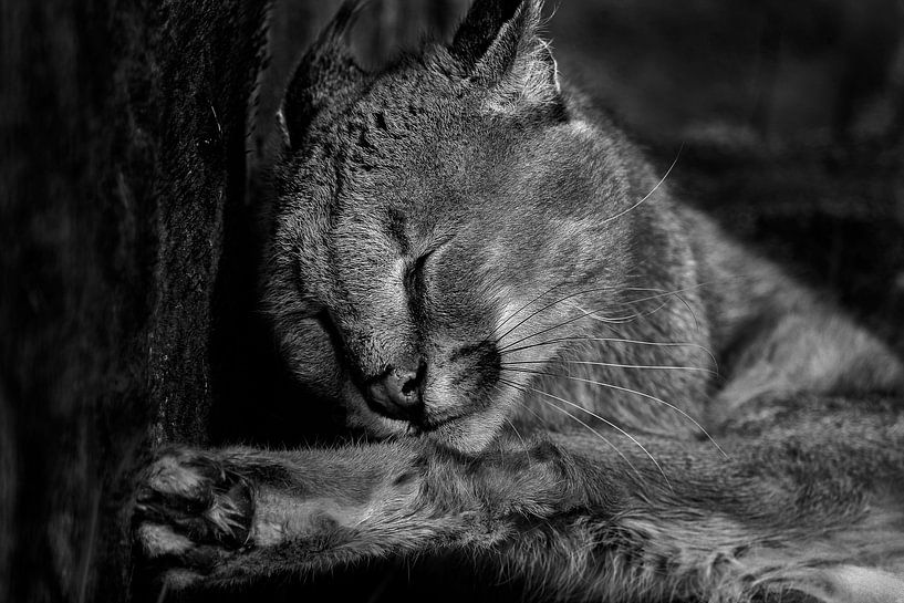 Caracal von Renate Peppenster