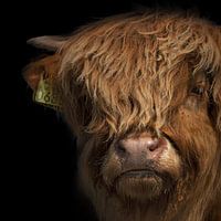 Portrait of a Scottish Highlander calf