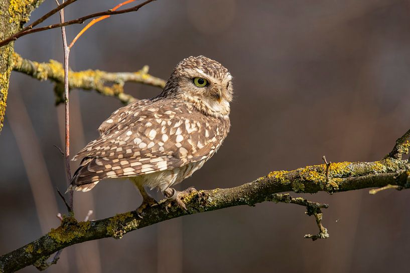 Steinkauz, (Athen noctua) von Gert Hilbink