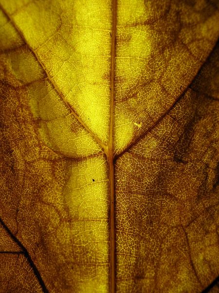 Goude herfst von Vectorific Design