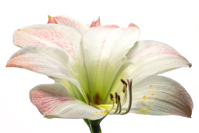 Amaryllis sur fond blanc par Carola Schellekens