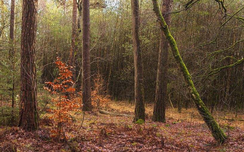 Velhorst estate - Lochem (Netherlands) by Marcel Kerdijk