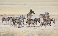Zebra's in Etosha National Park/ zebra's at Etosha National Park