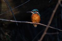 Femelle martin-pêcheur dans un magnifique coucher de soleil de printemps