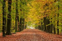 Autumn in the forest