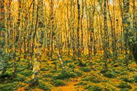 Birch forest
