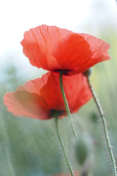 Portrait de coquelicots par Astrid Brouwers