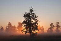 Bäume bei Sonnenaufgang