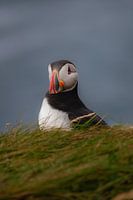 Porträt eines Papageientauchers