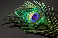 Colorful Peacock Feather