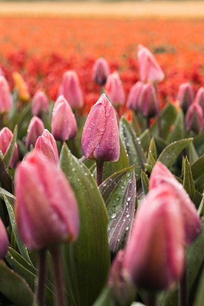 Rosa Tulpen mit Schmelzendem Schnee – Seltene Frühlingsszene von Dave Adriaanse - Photography