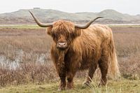 Scottish Highlander