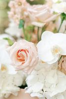Old pink rose and white flower - pastel colors