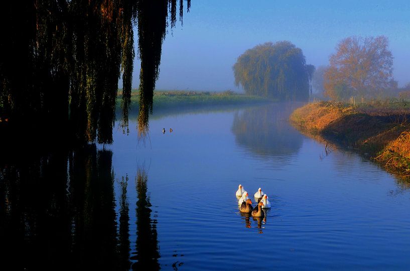 Vijf ganzen onderweg in de Linge bij Doornennburg by Joyce Derksen
