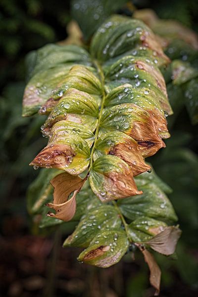 Solomon's Seal by Rob Boon