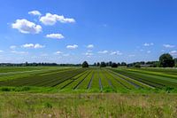Summer Landscape with Nursery and Green Woods