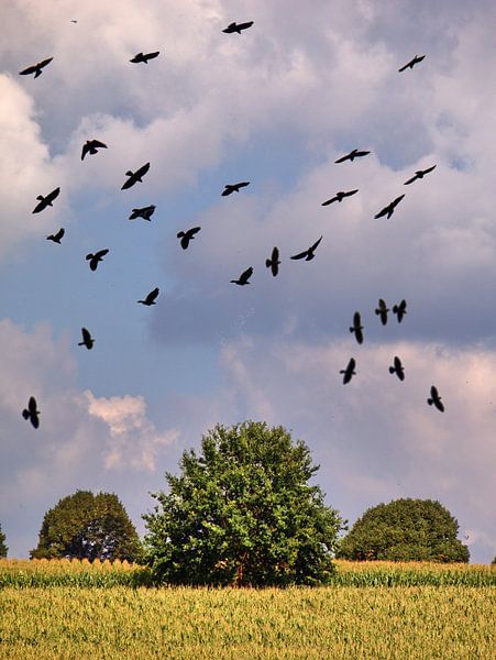 Crows 2 by Edgar Schermaul