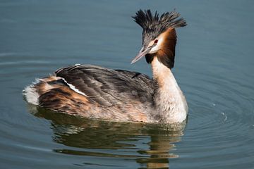 Grebe by Adriaan Westra