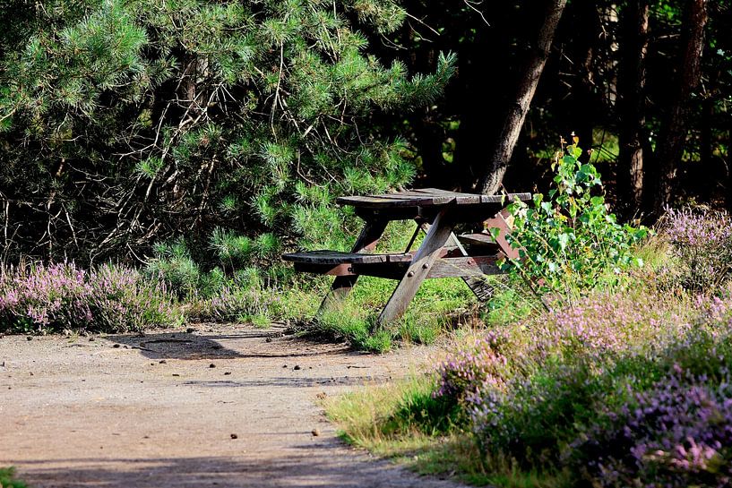 Picnic table in the forest. Photo taken in the woods of the Sallandse Heuvelrug nature reserve by Halte 26