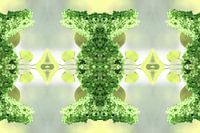 Seringenfantasie lente II